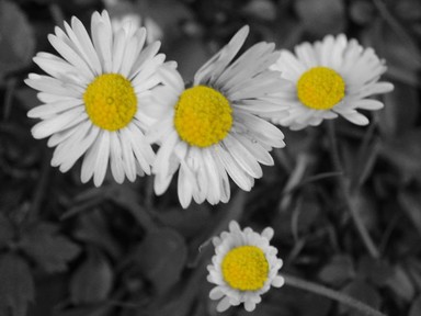 Judi Millar; Daisies